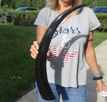 26 inch long polished buffalo horn from an Indian water buffalo - Buy now $21