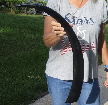 For Sale 29 inch long polished buffalo horn from an Indian water buffalo for - $21