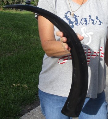 27 inch long polished buffalo horn from an Indian water buffalo - Buy now $21