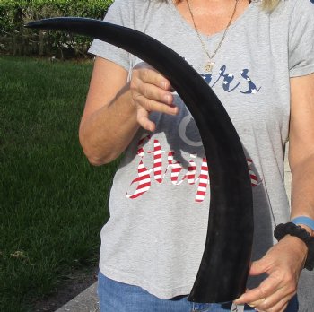 Buy this 24 inch long polished buffalo horn from an Indian water buffalo - For Sale for $21