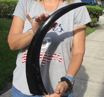 Buy this 24 inch long polished buffalo horn from an Indian water buffalo - For Sale for $21