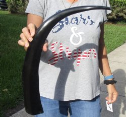 Buy this 25 inch long polished buffalo horn from an Indian water buffalo - For Sale for $21