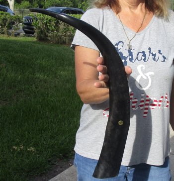 Buy this 25 inch long polished buffalo horn from an Indian water buffalo - For Sale for $21