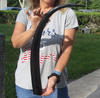 28 inch long polished buffalo horn from an Indian water buffalo for horn craft - $21