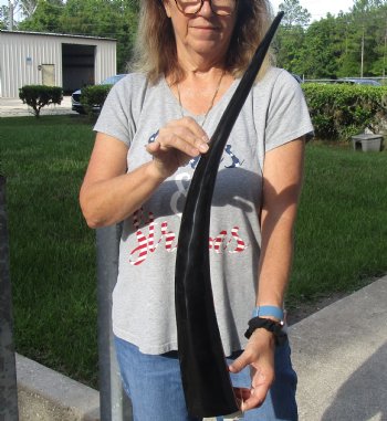 For Sale 29 inch long polished buffalo horn from an Indian water buffalo for - $21