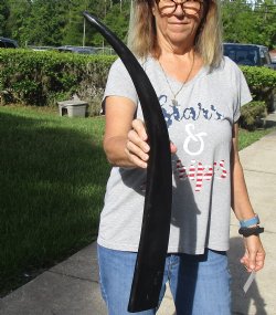 28 inch long polished buffalo horn from an Indian water buffalo for horn craft - $21