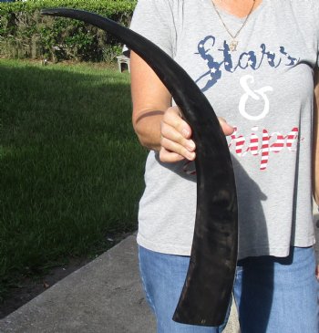 26 inch long polished buffalo horn from an Indian water buffalo - Buy now $21