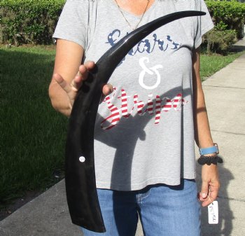 26 inch long polished buffalo horn from an Indian water buffalo - Buy now $21