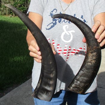 17" & 18" Raw Buffalo Horns - $35