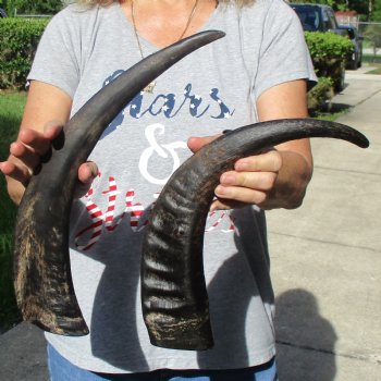 17" & 18" Raw Buffalo Horns - $35