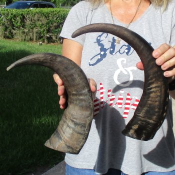 16" & 18" Raw Buffalo Horns - $35