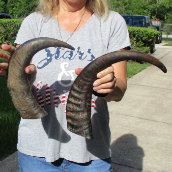 16" & 18" Raw Buffalo Horns - $35