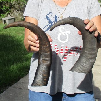 17" & 18" Raw Buffalo Horns - $35