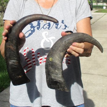 17" & 18" Raw Buffalo Horns - $35