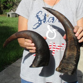 17" & 18" Raw Buffalo Horns - $35