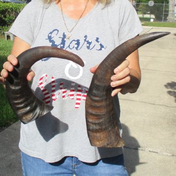 17" & 18" Raw Buffalo Horns - $35