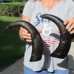 15" & 17" Raw Buffalo Horns - $35