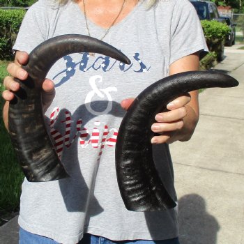 15" & 17" Raw Buffalo Horns - $35