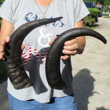 Two 17" Raw Buffalo Horns - $35