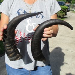Two 17" Raw Buffalo Horns - $35
