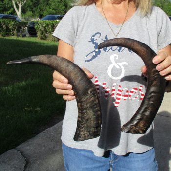 Two 17" Raw Buffalo Horns - $35