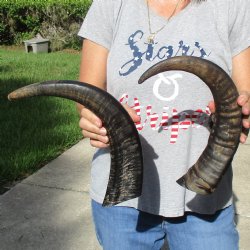 17" & 18" Raw Buffalo Horns - $35