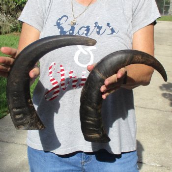 17" & 18" Raw Buffalo Horns - $35