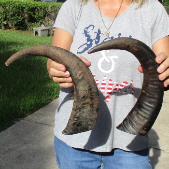 17" & 18" Raw Buffalo Horns - $35