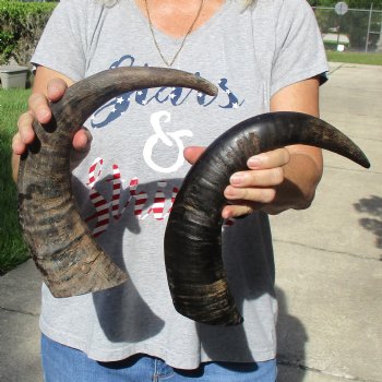 17" & 18" Raw Buffalo Horns - $35