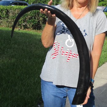 Authentic 46 inch long polished buffalo horn from an Indian water buffalo - For Sale for $47