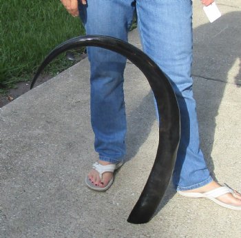 Authentic 46 inch long polished buffalo horn from an Indian water buffalo - For Sale for $47