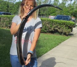 HUGE - Buy this 48 inch long polished buffalo horn from an Indian water buffalo - For Sale for $47