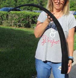 This is a Real 47 inch long polished buffalo horn from an Indian water buffalo for $47