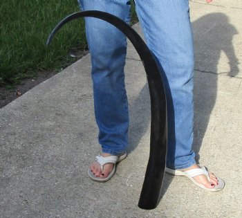 This is a Real 47 inch long polished buffalo horn from an Indian water buffalo for $47