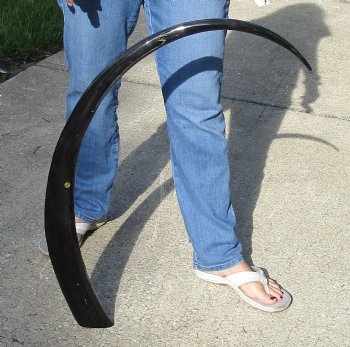 Authentic 47 inch long polished buffalo horn from an Indian water buffalo - For Sale for $47