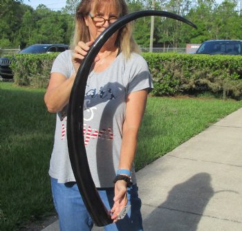 Buy this 46 inch long polished buffalo horn from an Indian water buffalo for $47