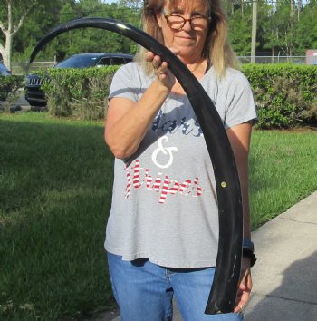 Buy this 46 inch long polished buffalo horn from an Indian water buffalo for $47