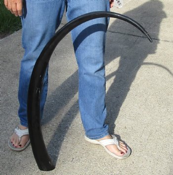 Buy this 46 inch long polished buffalo horn from an Indian water buffalo for $47