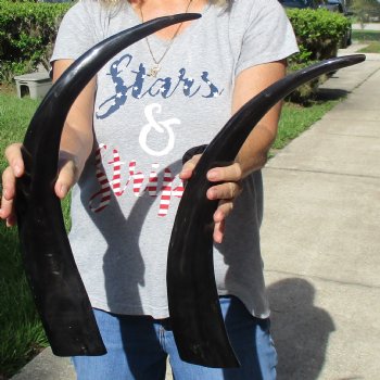 21" & 23" Polished Buffalo Horns - $32