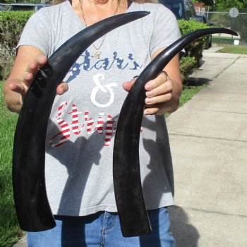 23" & 24" Polished Buffalo Horns - $32