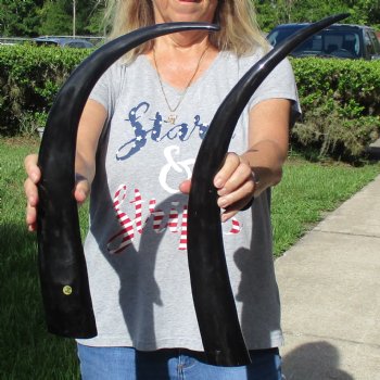 Two 24" Polished Buffalo Horns - $32