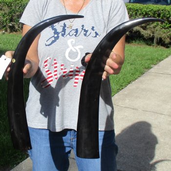 23" & 24" Polished Buffalo Horns - $32