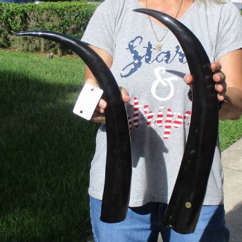 23" & 24" Polished Buffalo Horns - $32