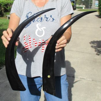 Two 23" Polished Buffalo Horns - $32