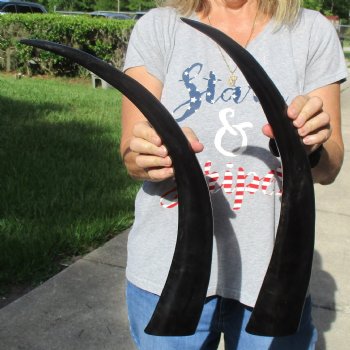 Two 23" Polished Buffalo Horns - $32