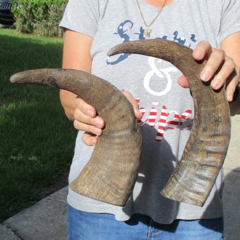 15" & 16" Raw Buffalo Horns - $25