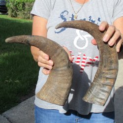 15" & 16" Raw Buffalo Horns - $25