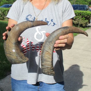 15" & 16" Raw Buffalo Horns - $25