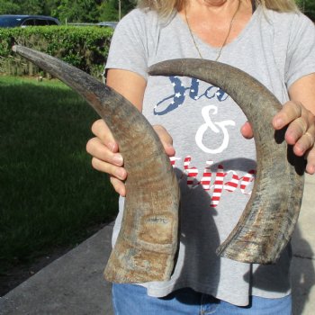 Two 16" Raw Buffalo Horns - $25