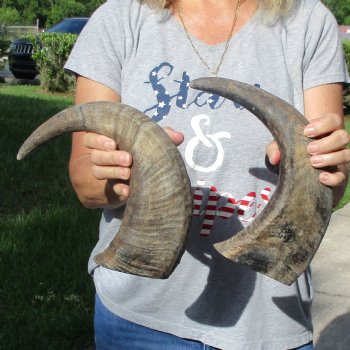 15" & 17" Raw Buffalo Horns - $25